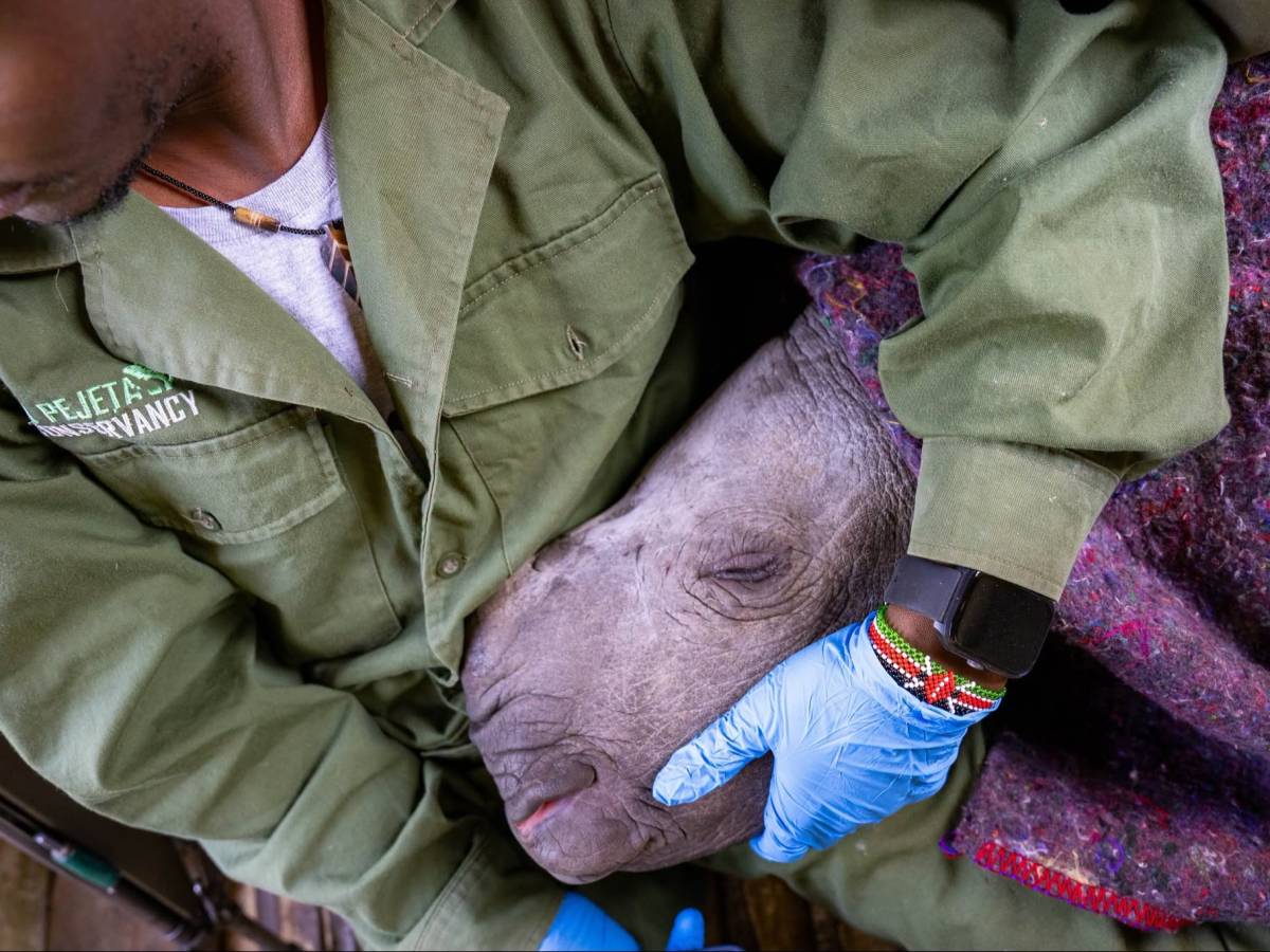 conservation work at olpejeta