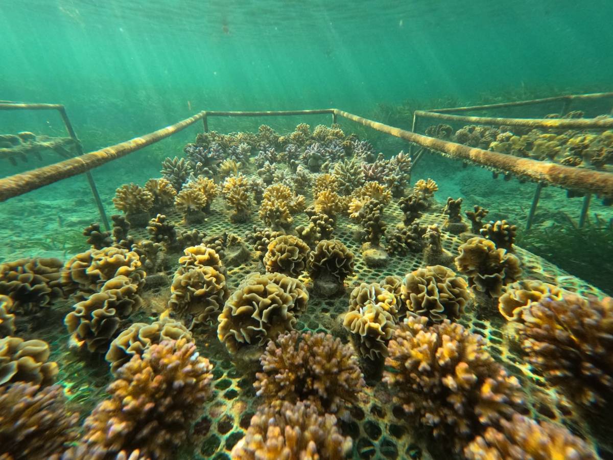 coral Beds