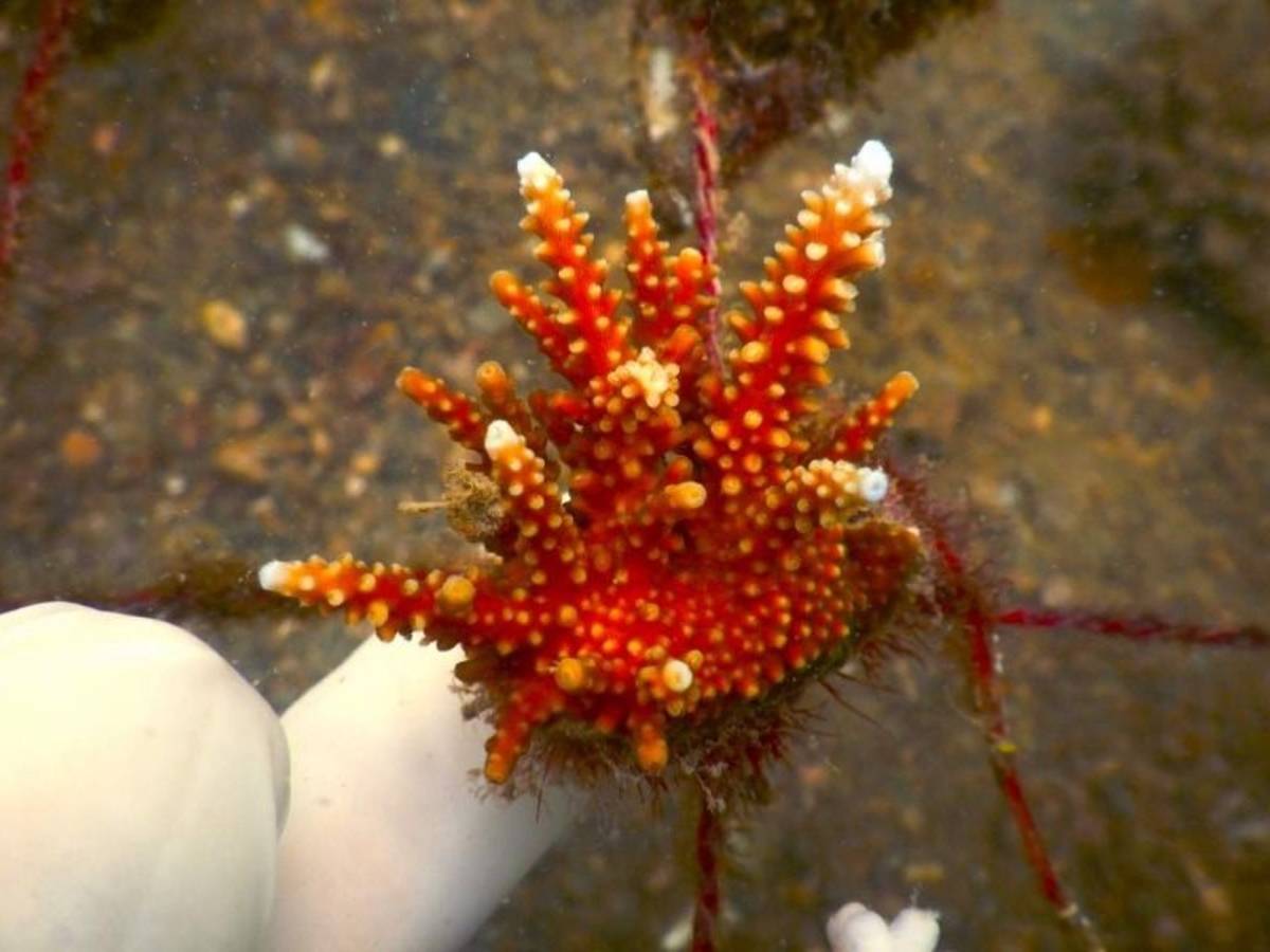 Coral Reef Restoration in Tanzania