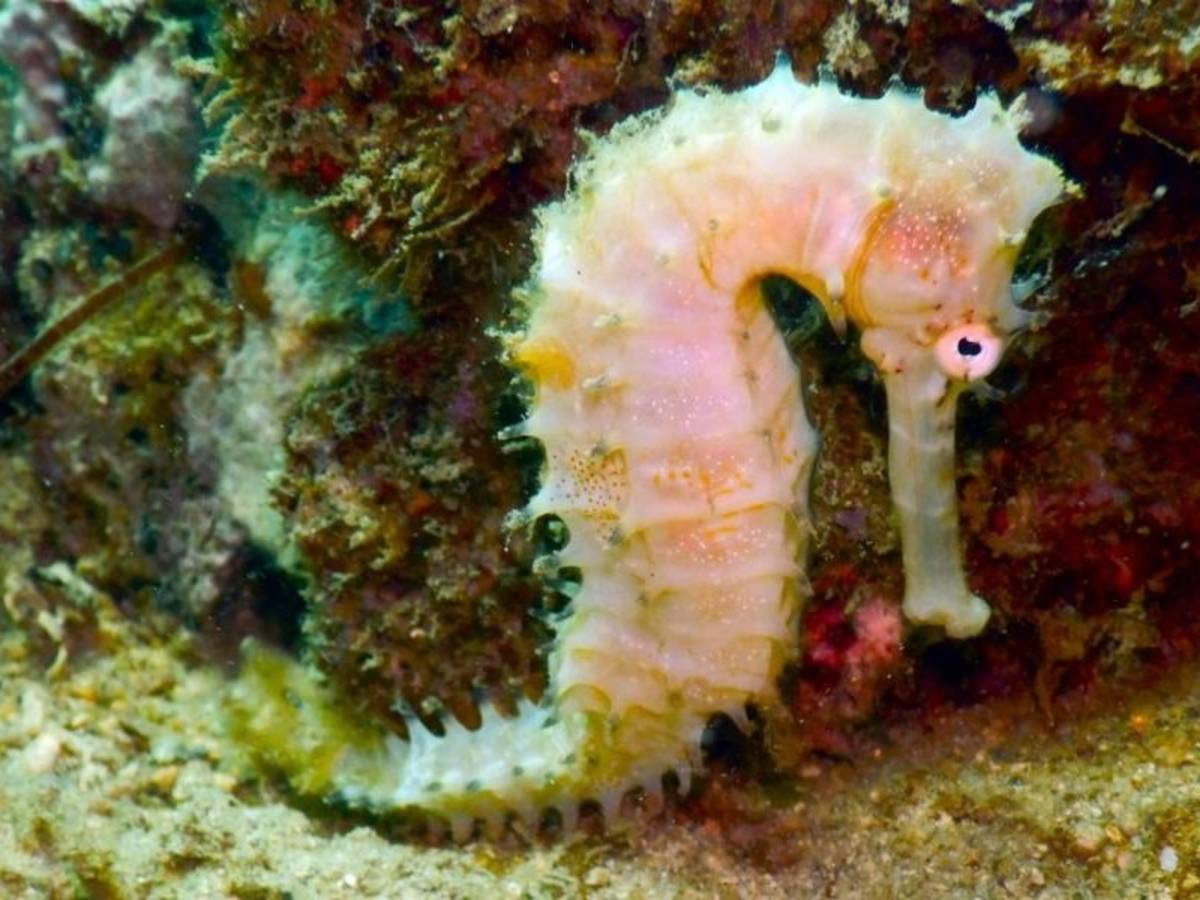 Coral Reef Restoration in Tanzania