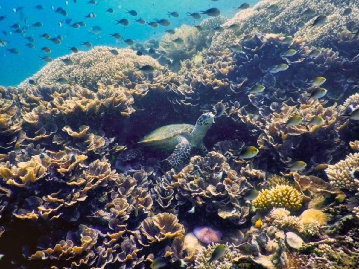 Coral Reef Restoration in Tanzania