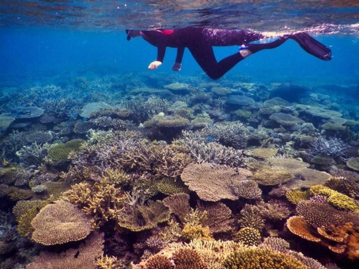 Coral Reef Restoration in Tanzania