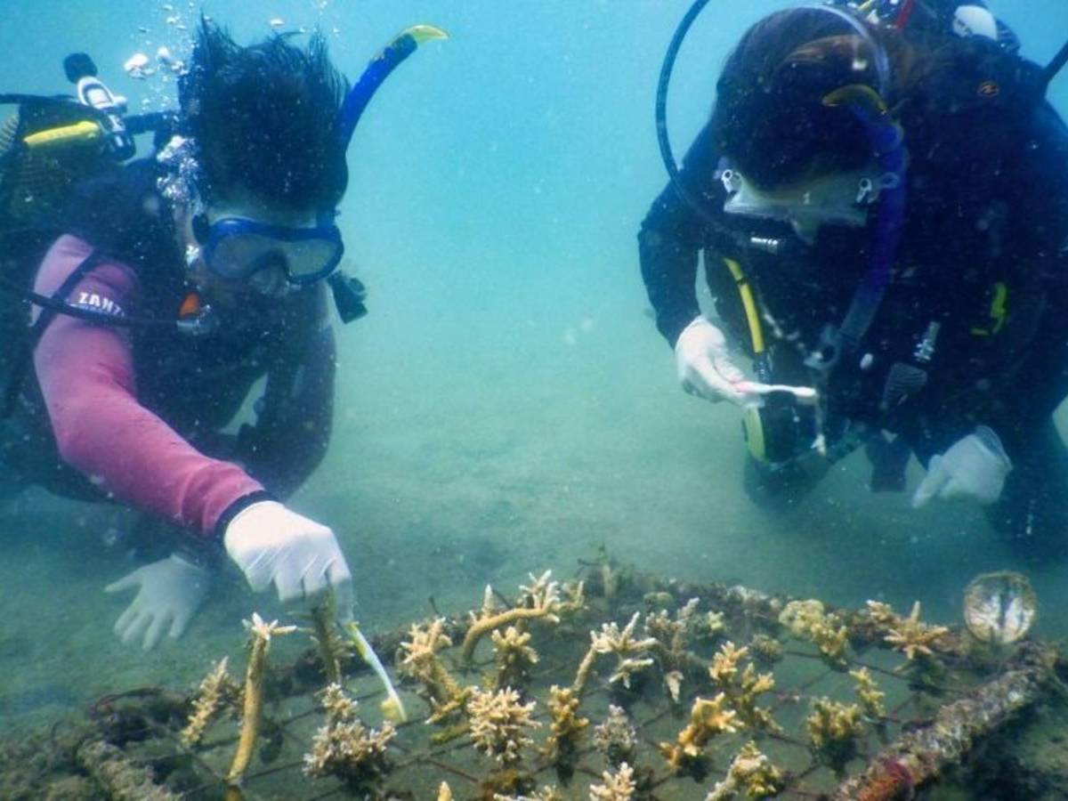 Coral Reef Restoration in Tanzania