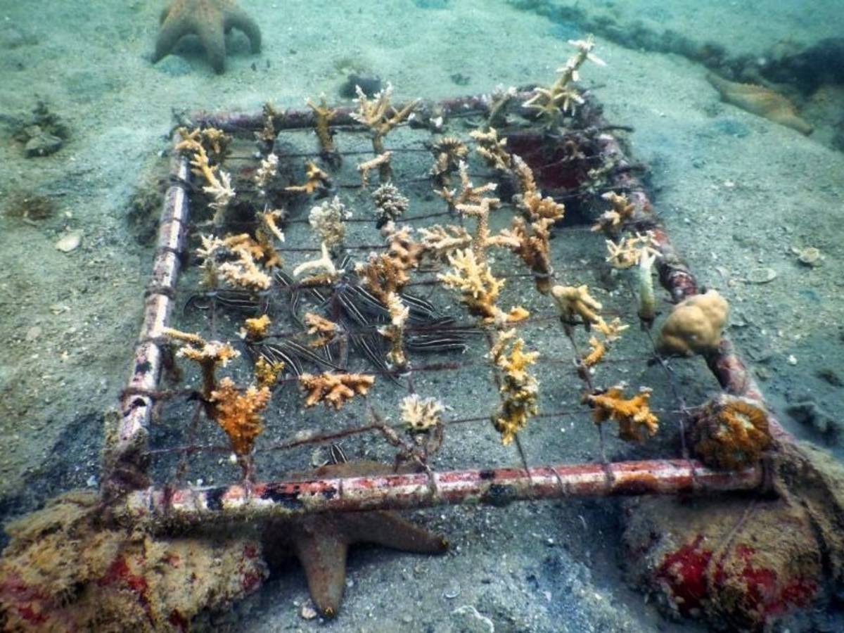 Coral Reef Restoration in Tanzania