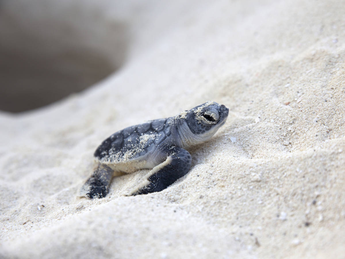 Costa Rica: Sea Turtle Conservation