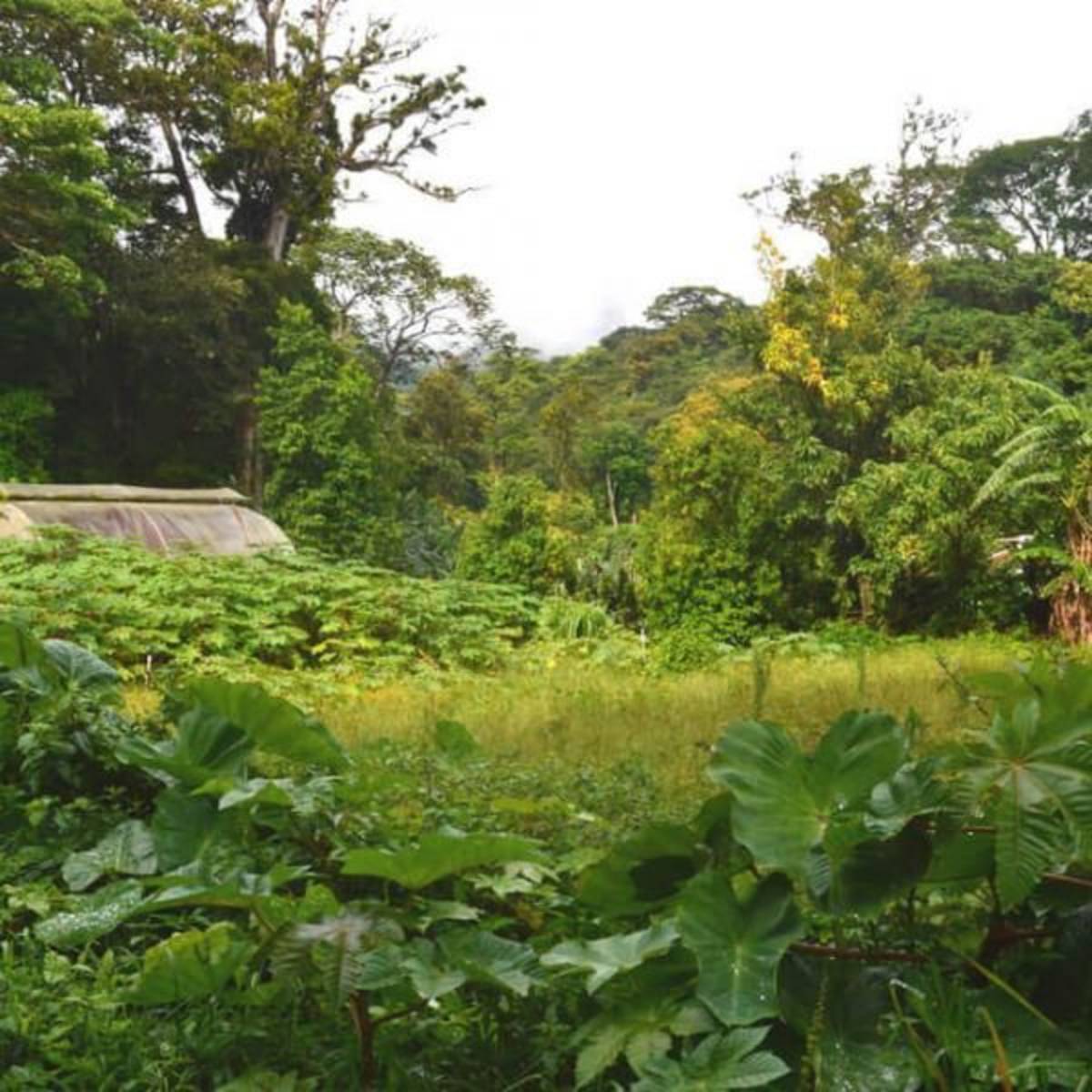 GoEco Costa Rica - Sustainable Organic Coffee Farming