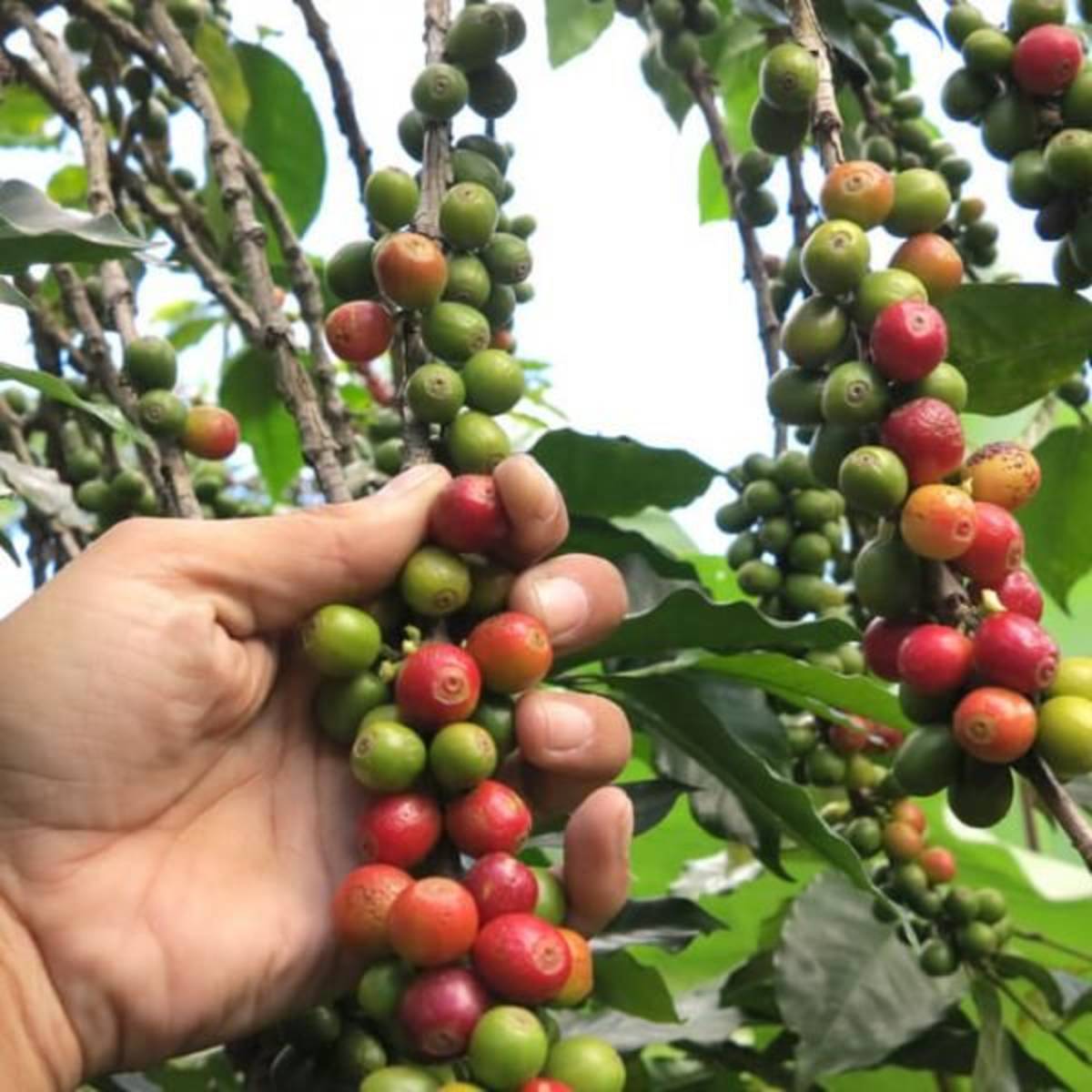 GoEco Costa Rica - Sustainable Organic Coffee Farming
