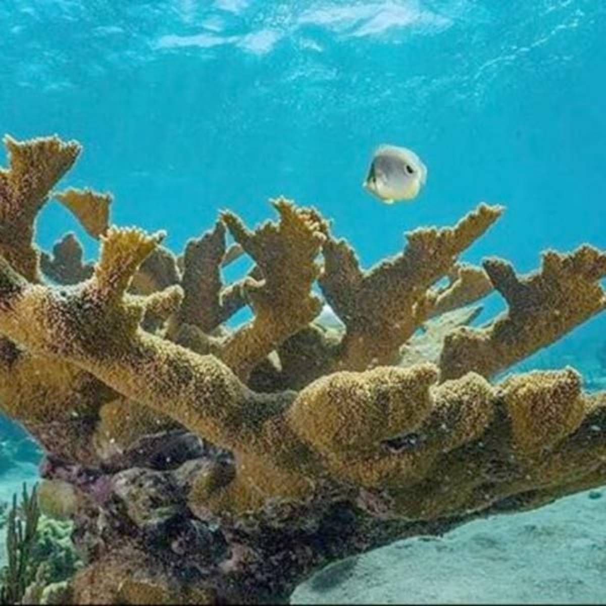 GoEco - Coral Conservation in Cuba