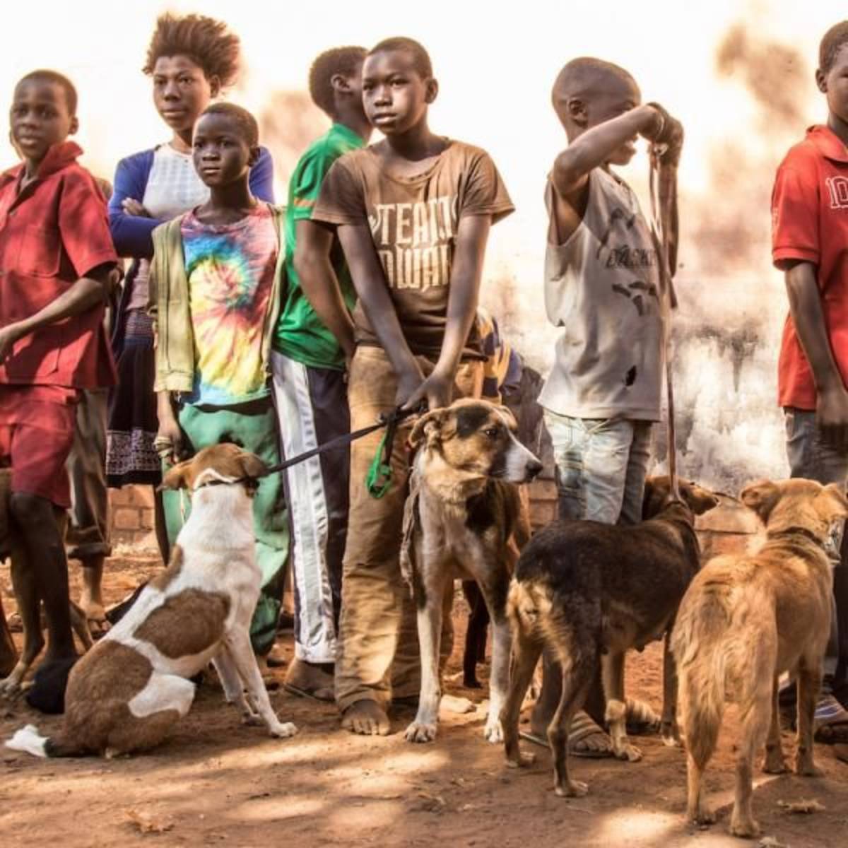 animal welfare internship Africa