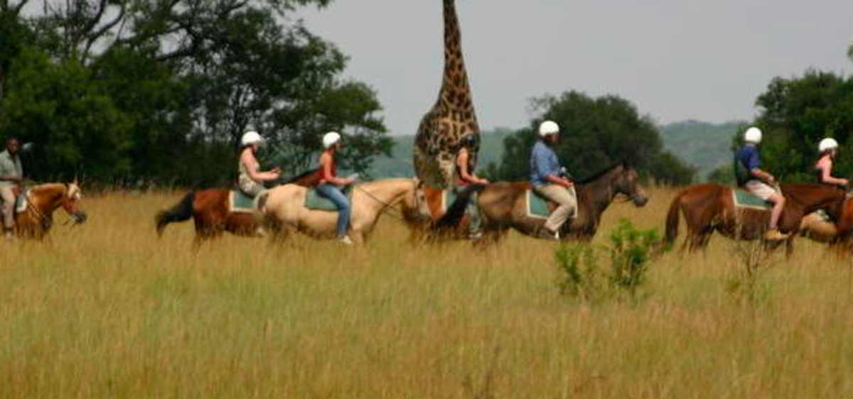 Lion, Elephant and Wildlife Conservation in Zimbabwe — photo 7