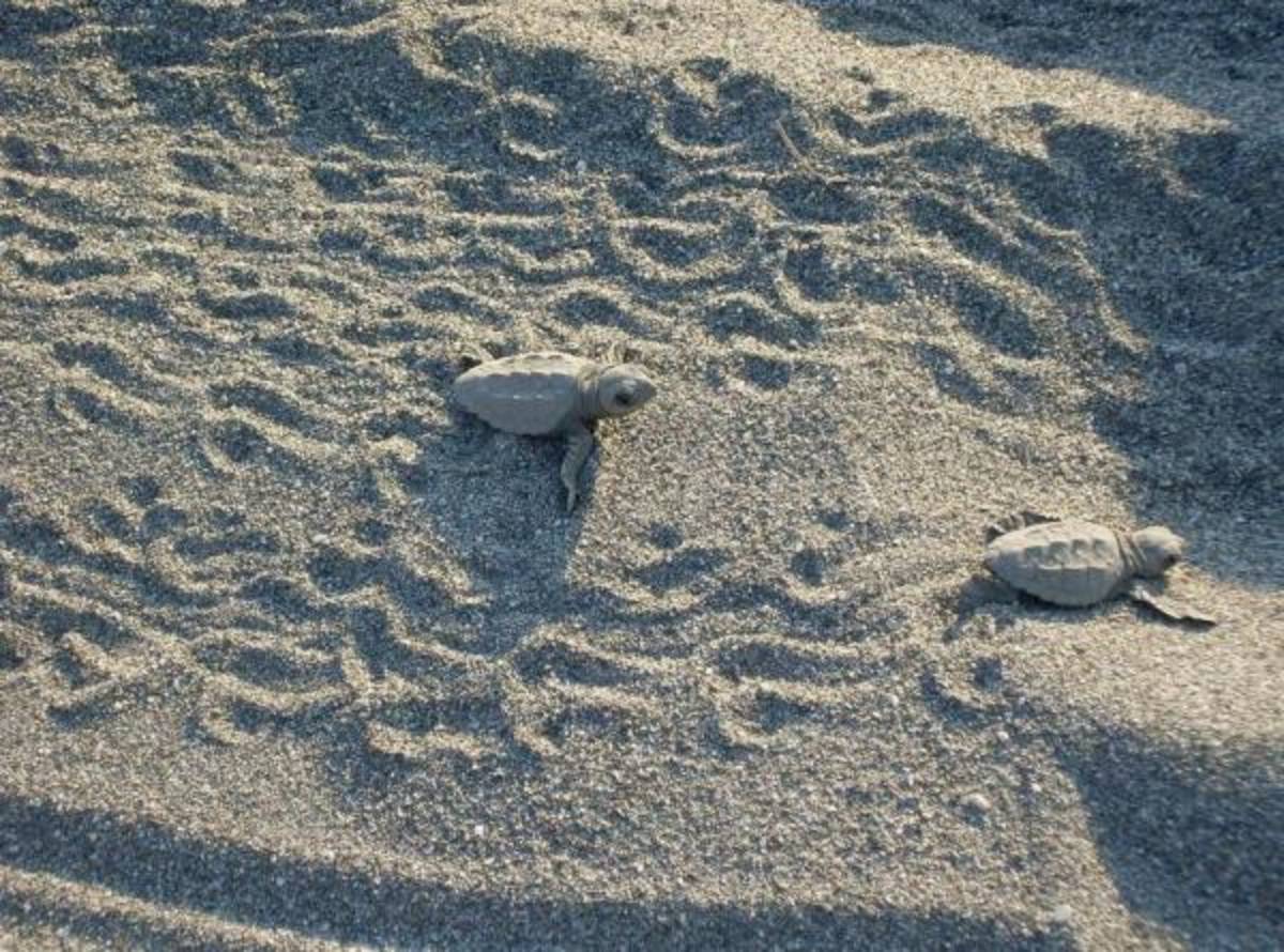 Greece - Sea Turtle Conservation - Teen Volunteering — photo 1