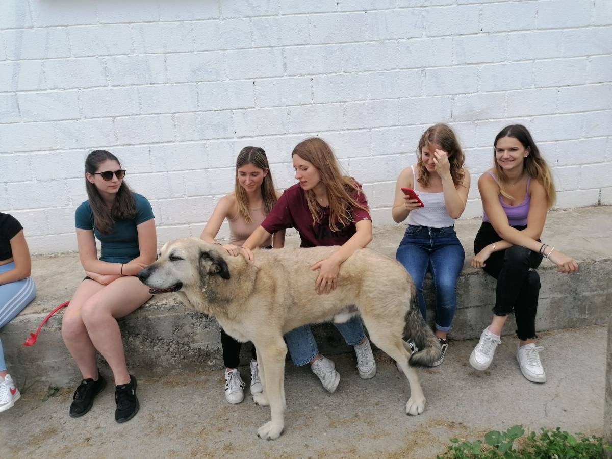 dog shelter