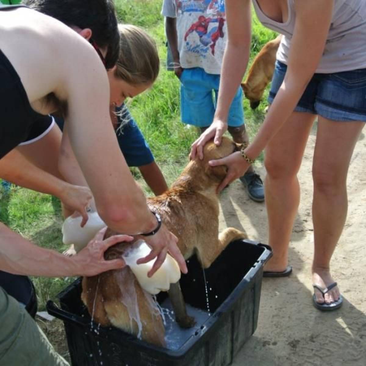 South Africa - Pre-Vet Wildlife Internship