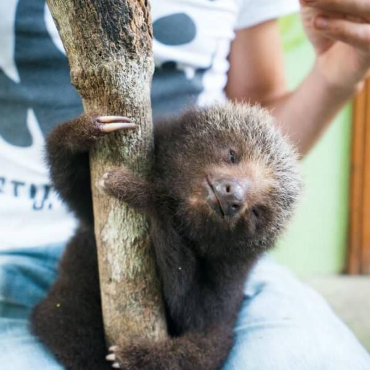 GoEco Ecuador - Wild Animal Rescue Shelter