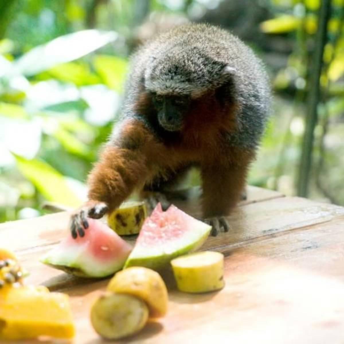 GoEco - Wild Animal Rescue Shelter