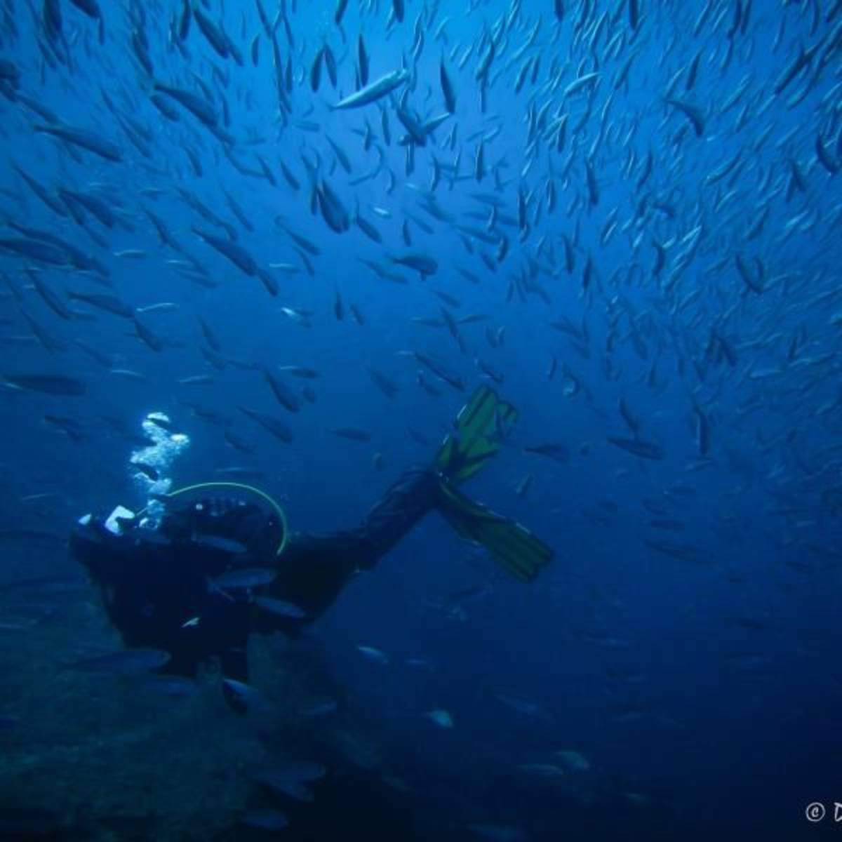 volunteer diving with fishes