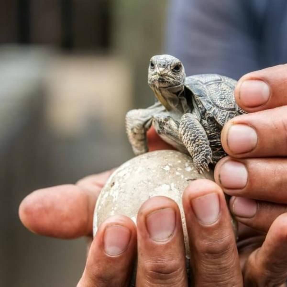 GoEco Giant Tortoise and Sea Turtle Conservation in the Galápagos