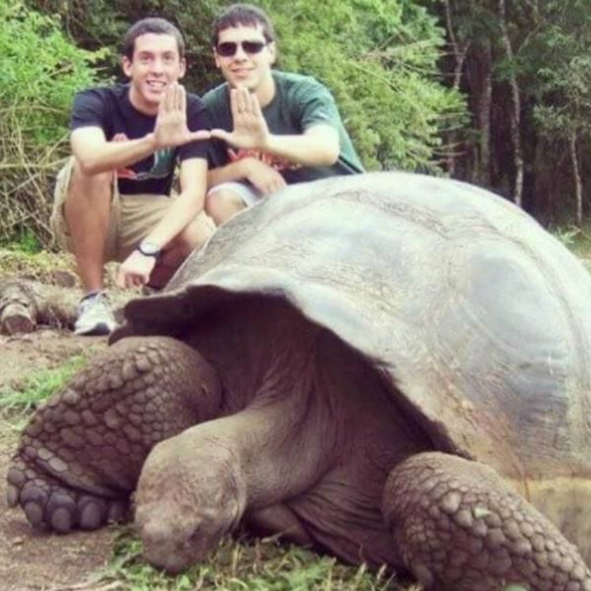 GoEco Giant Tortoise and Sea Turtle Conservation in the Galápagos