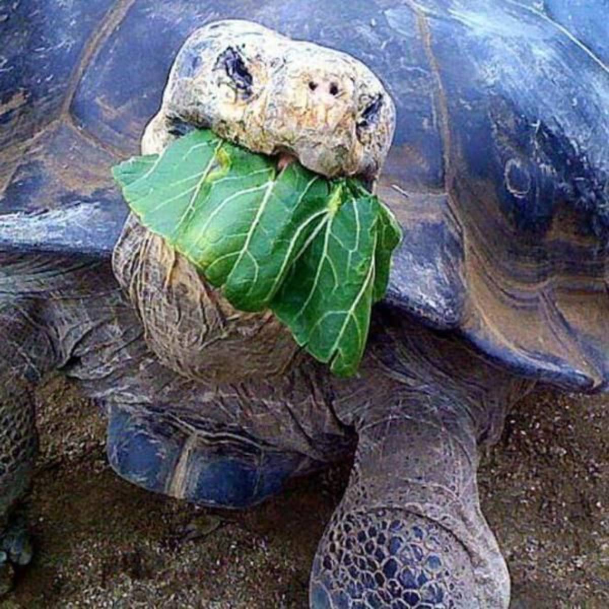 GoEco Giant Tortoise and Sea Turtle Conservation in the Galápagos