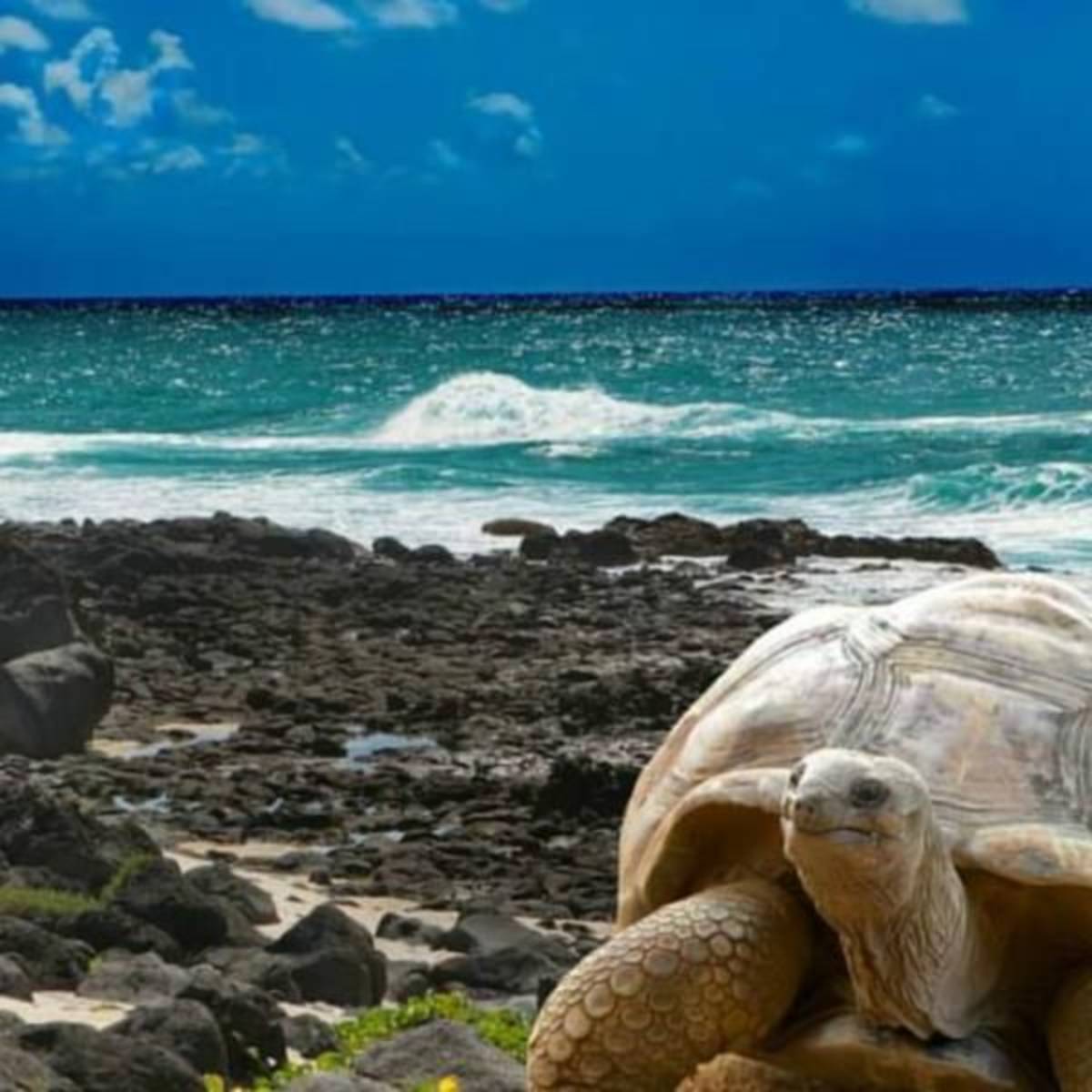 GoEco Giant Tortoise and Sea Turtle Conservation in the Galápagos
