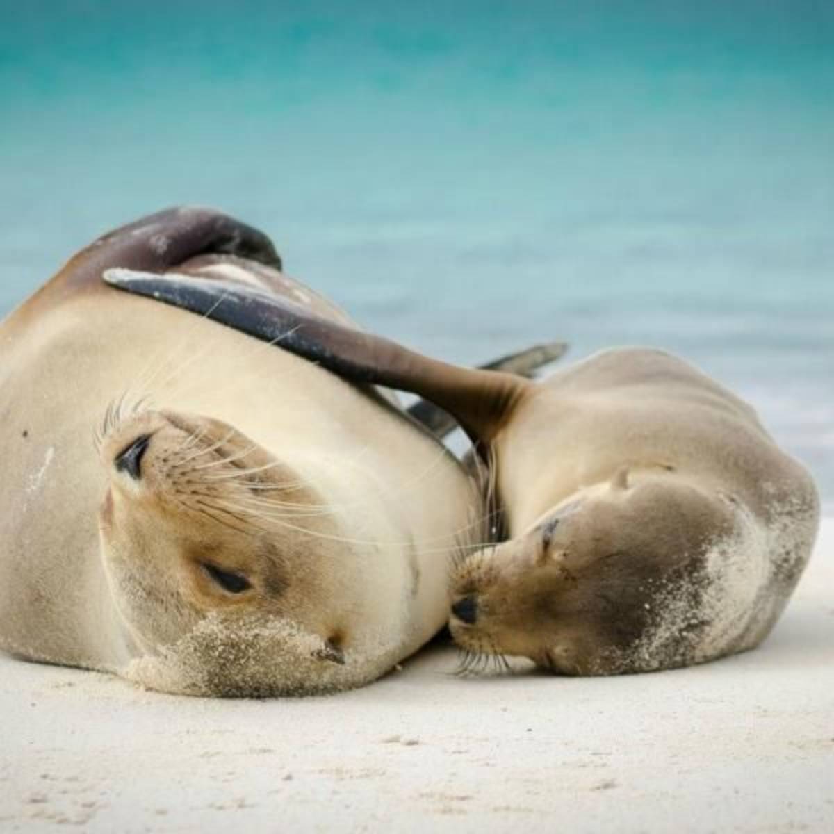 GoEco Giant Tortoise and Sea Turtle Conservation in the Galápagos