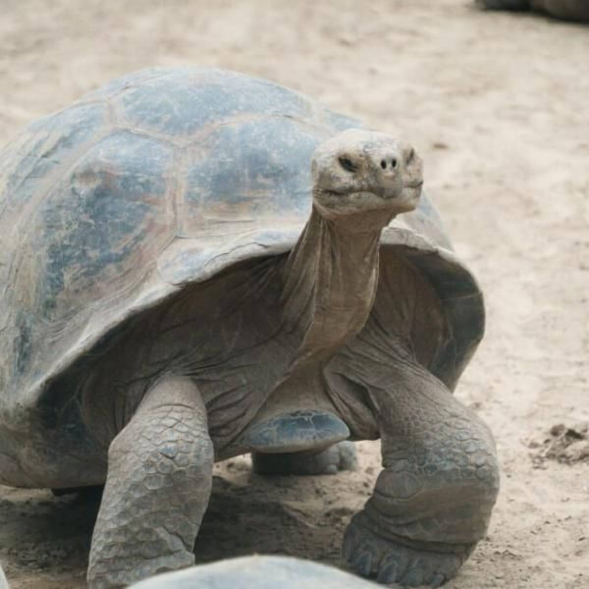 GoEco Giant Tortoise and Sea Turtle Conservation in the Galápagos