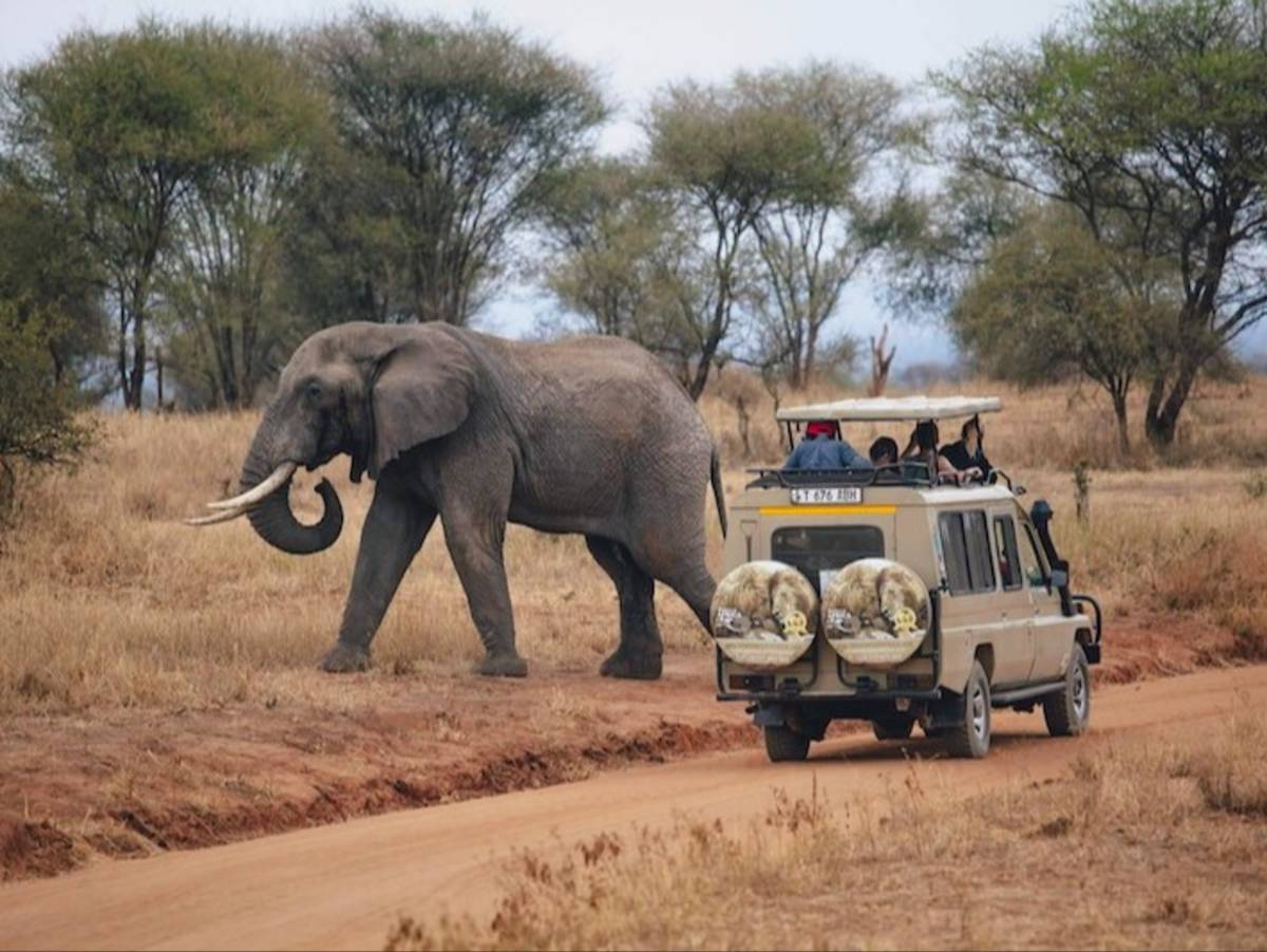 Elephant sighting on local safari adventure