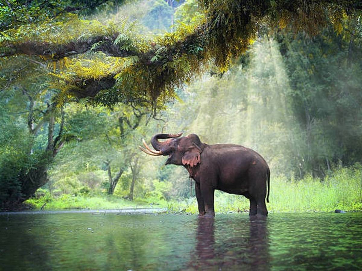 Elephant standing in a forest river beneath beams of sunlight