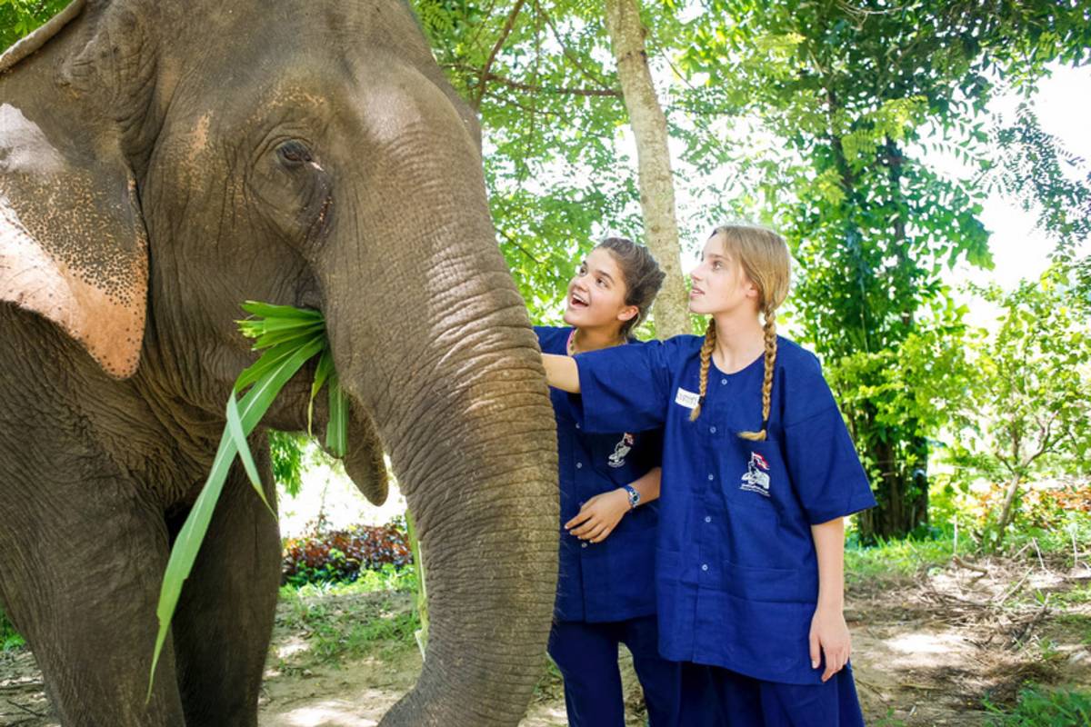 Elephant