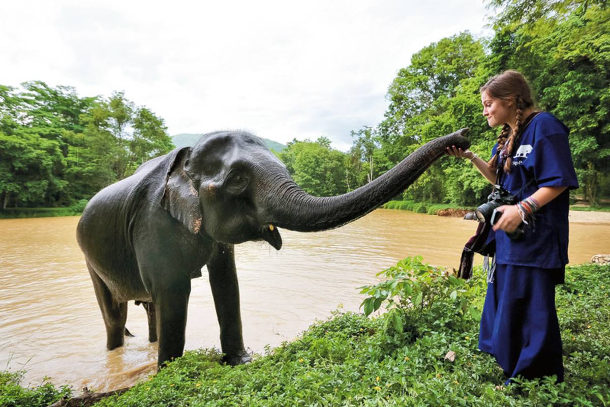 Elephant