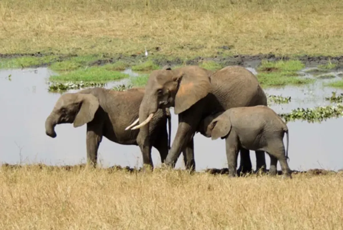 Elephants at watering hole