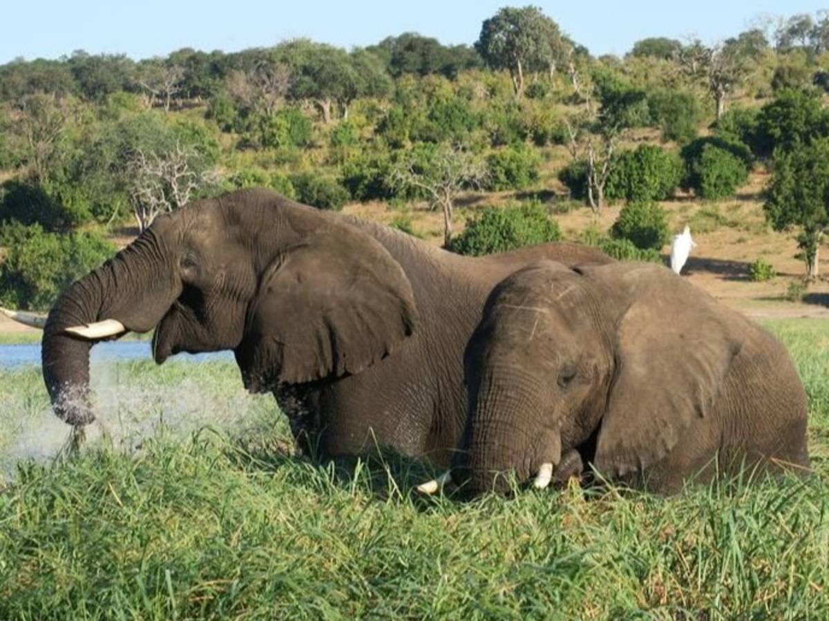 Elephants in Gaborone reserve