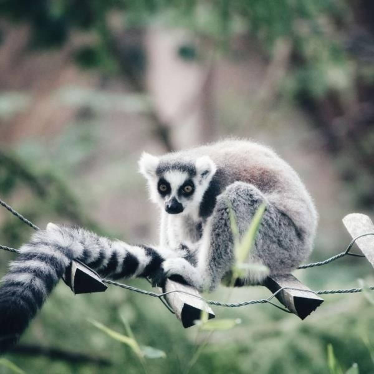 Lemur hanging