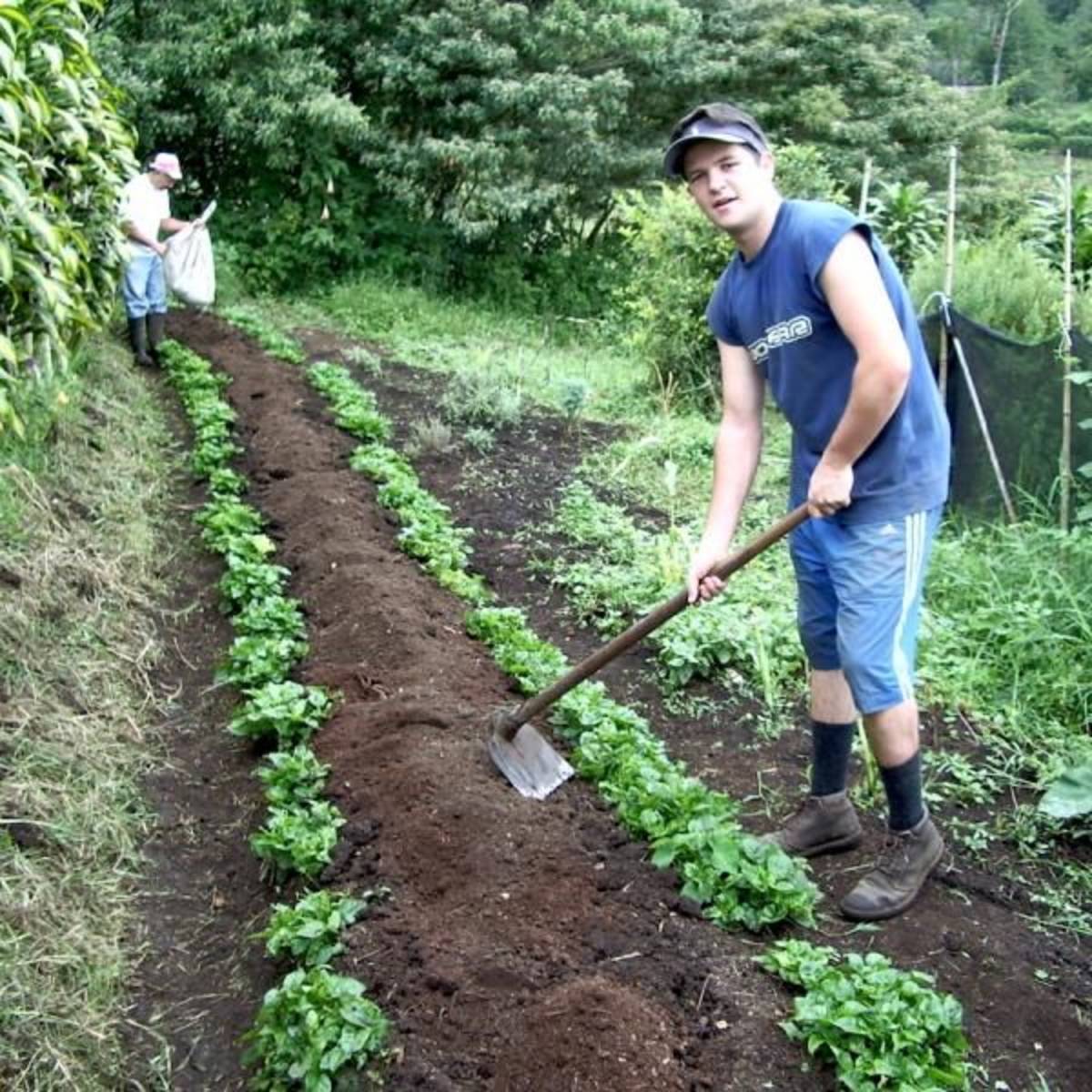 Volunteer in Aggriculture