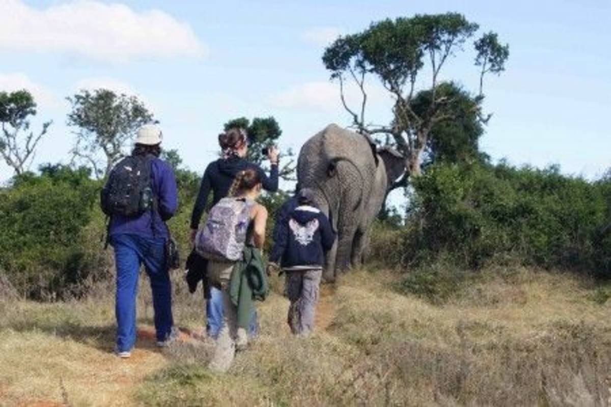 walking with the elephant