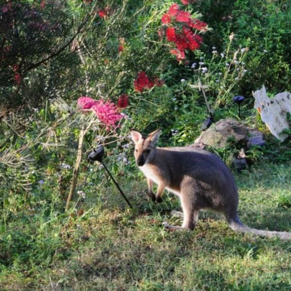 Volunteer in Wildlife Conservation