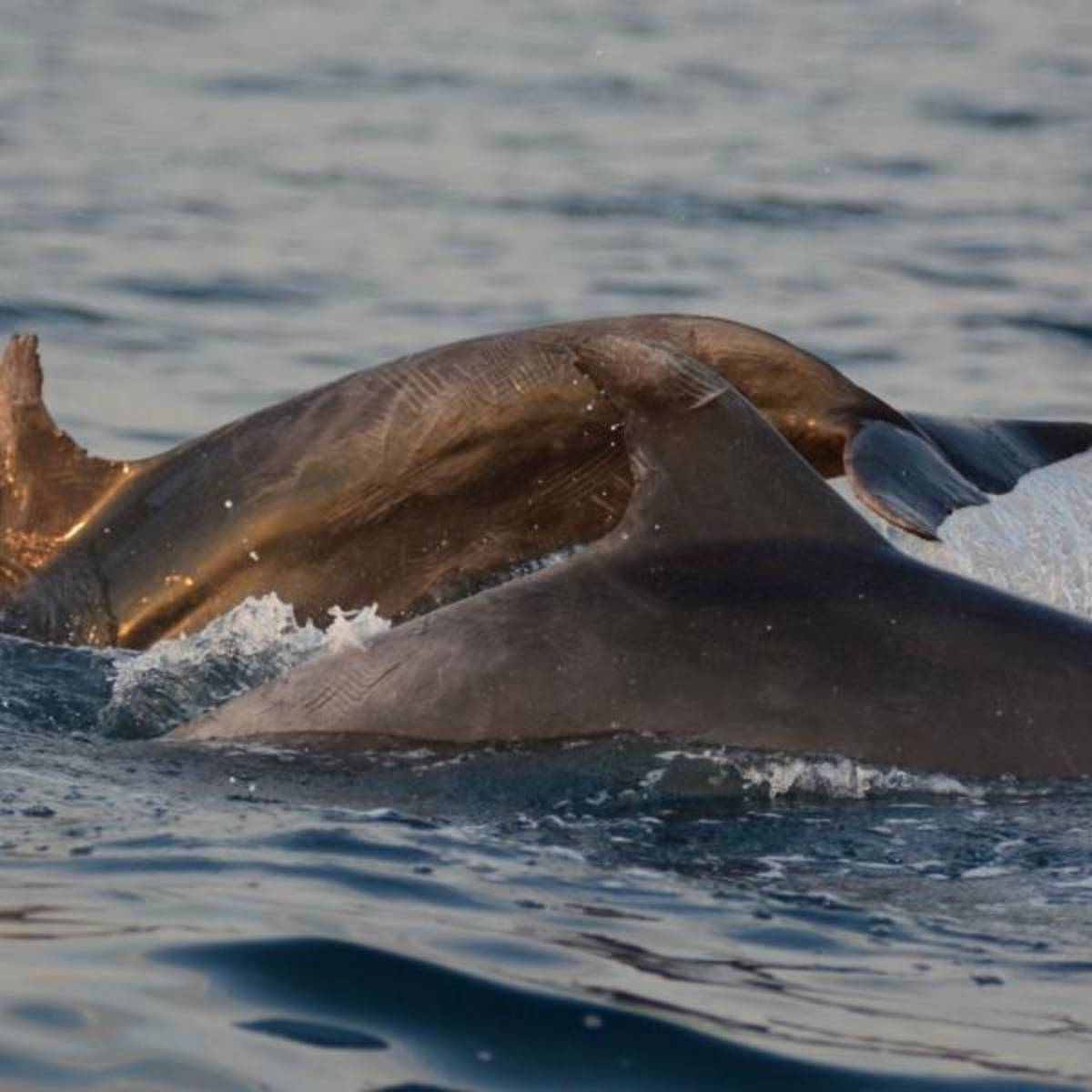 Dolphins spotted at project site