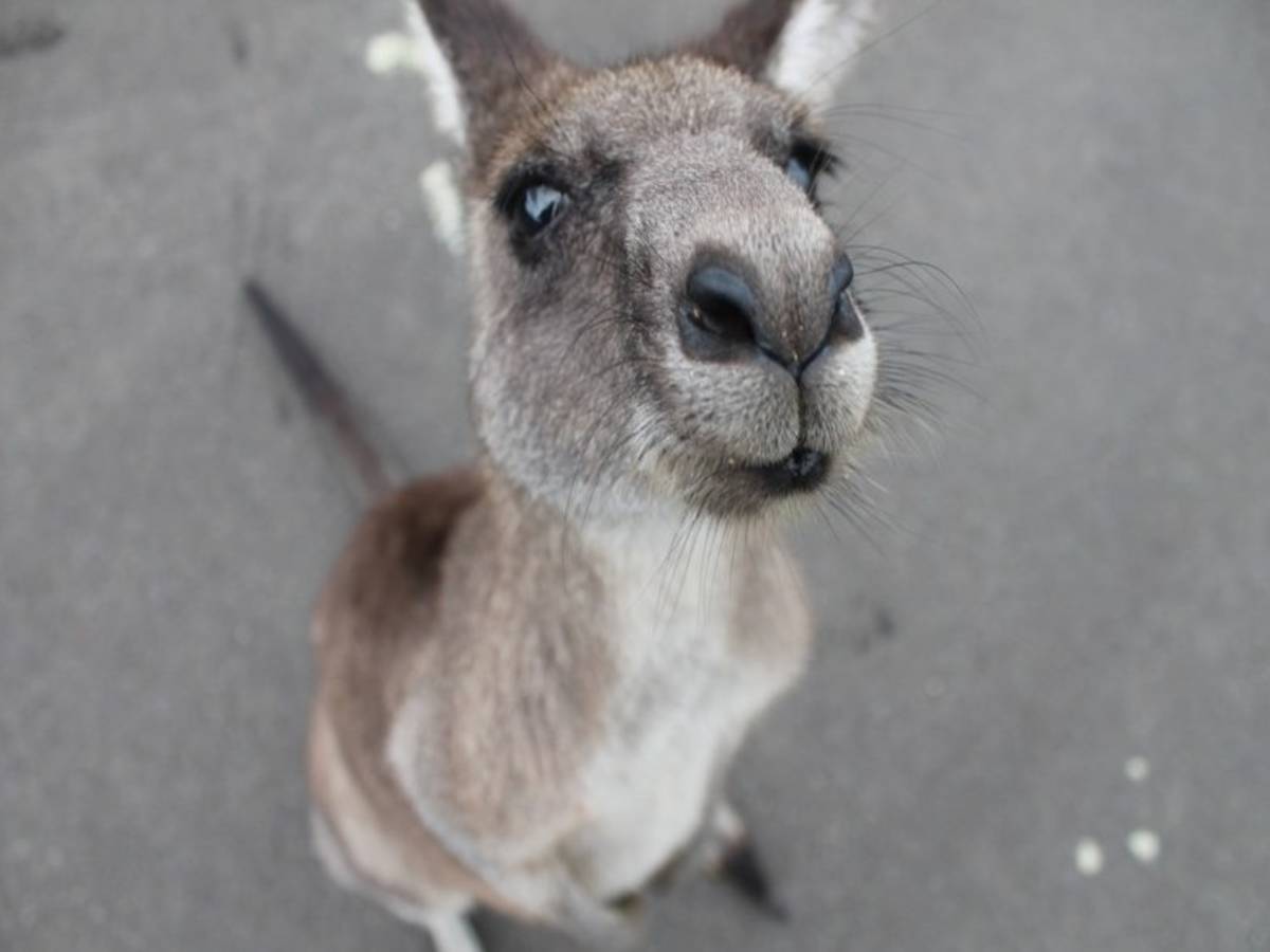 Friendly kangaroo meeting travellers in Australia