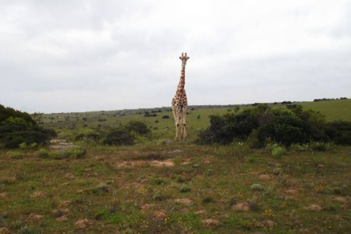 giraffe