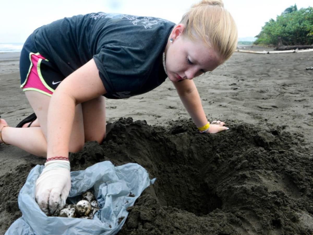 Girl collecting turtle eggs