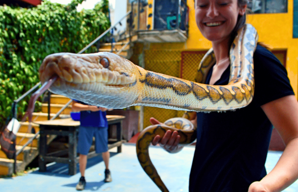 Guatemala – Tropical Wildlife Rescue Center