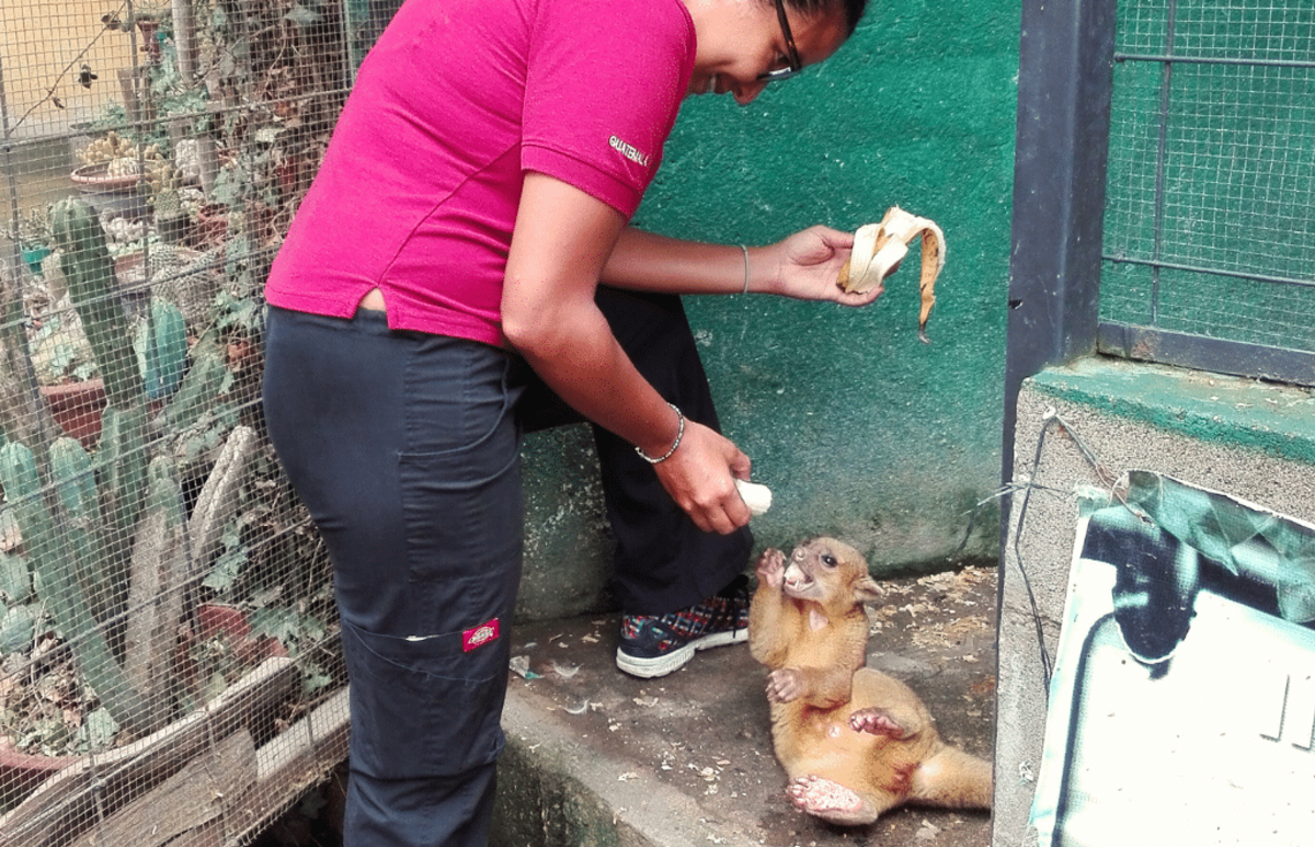 Guatemala – Tropical Wildlife Rescue Center