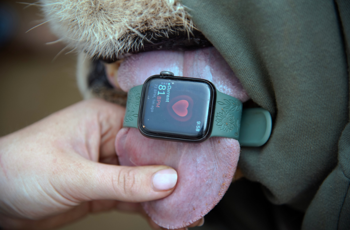 Heart rate of lion recorded on its tongue during procedure