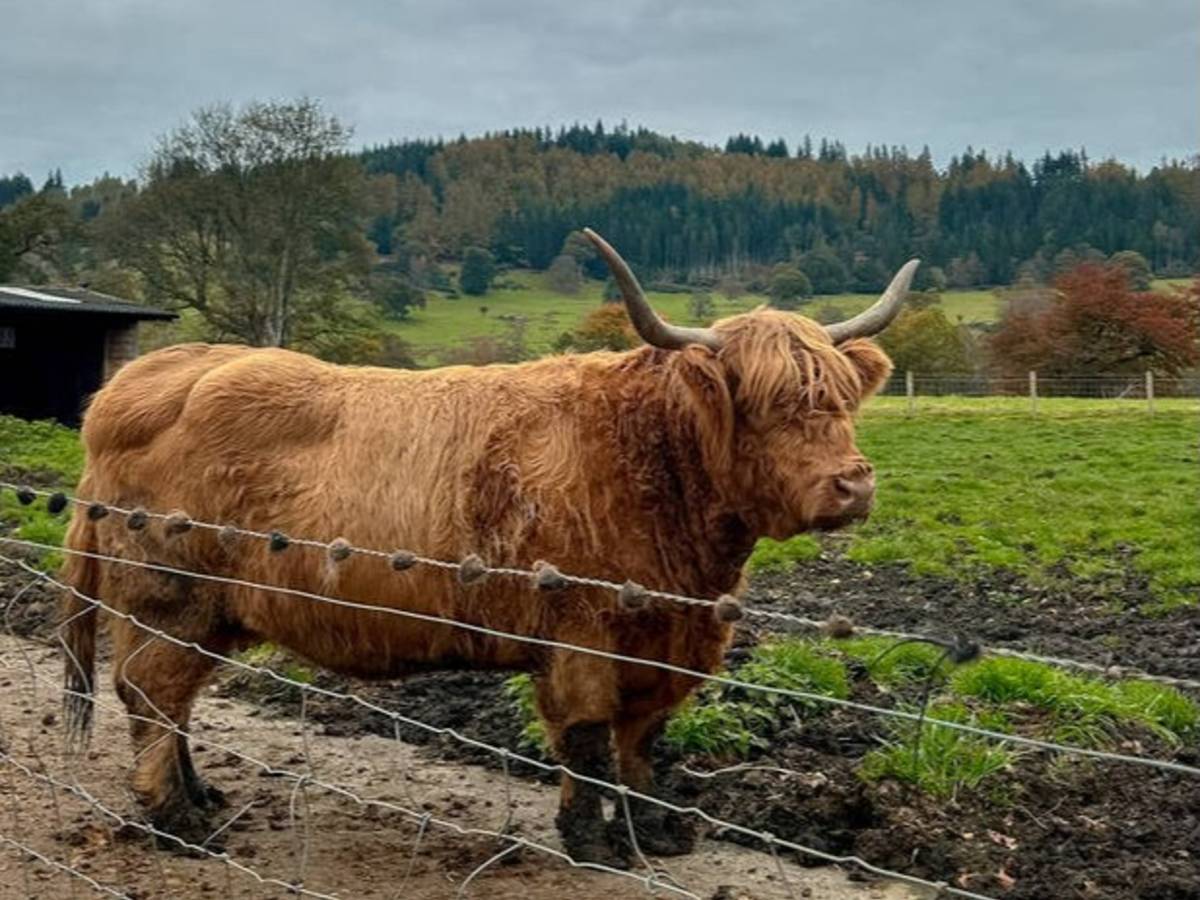 Highland Cows!