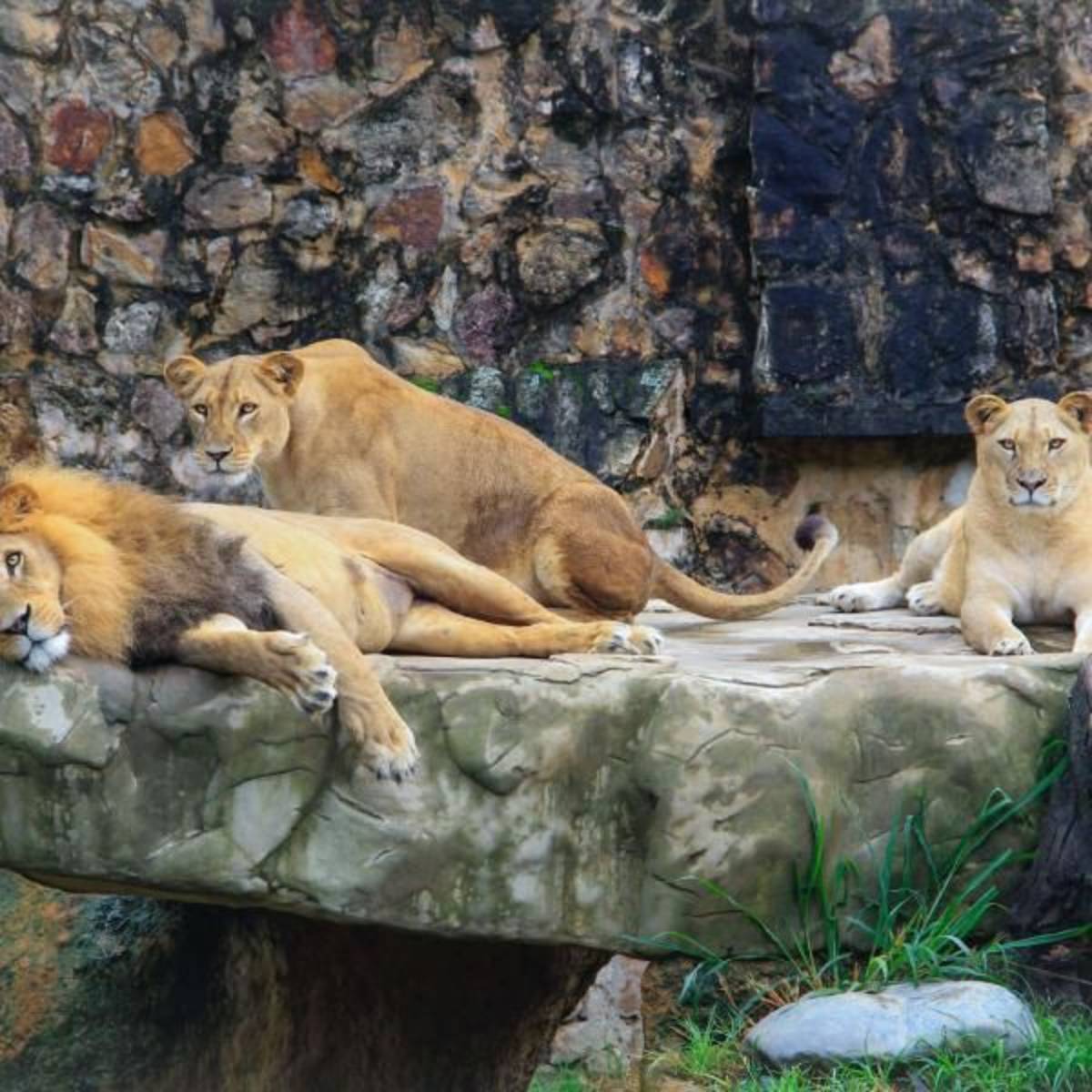 Lion and Lioness resting on the big rock