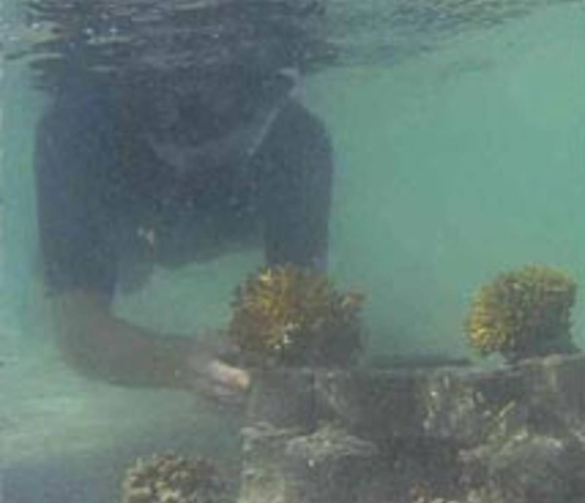 Reef Protection and Cultural Immersion Internship in Fiji — photo 1