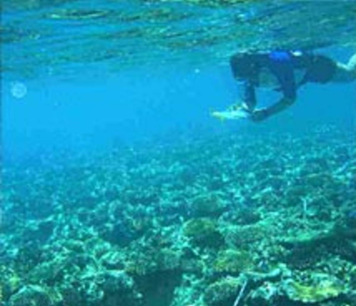 Reef Protection and Cultural Immersion Internship in Fiji — photo 2