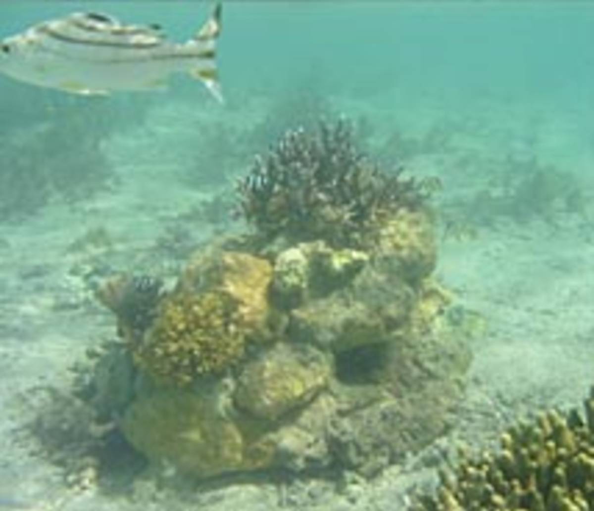 Reef Protection and Cultural Immersion Internship in Fiji — photo 6