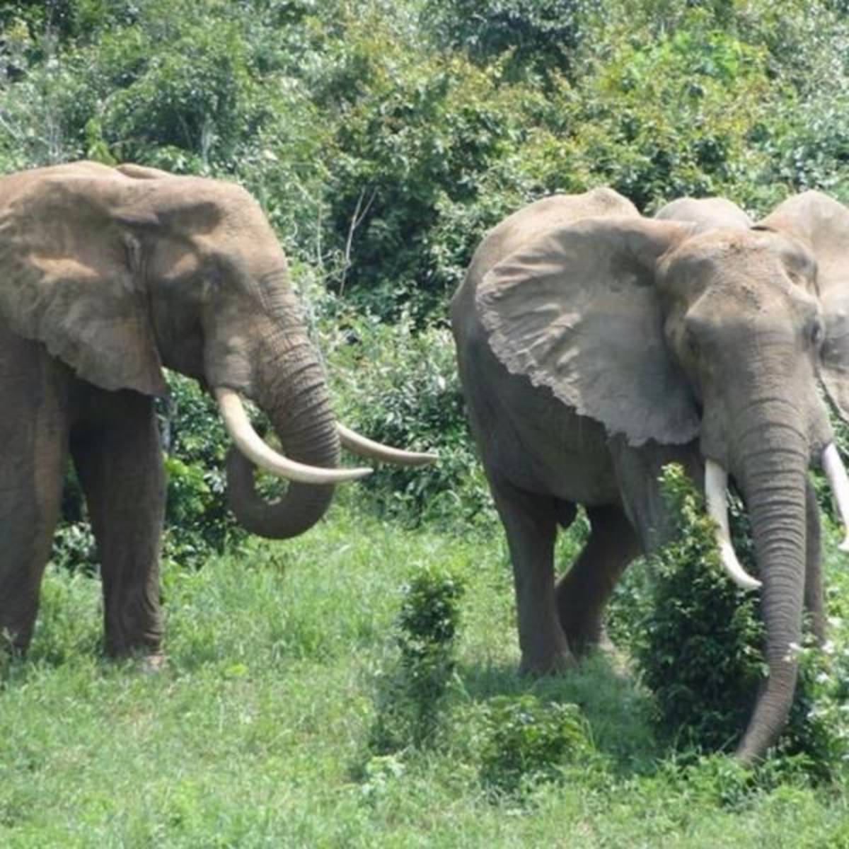 Elephant Conservation in Kenya