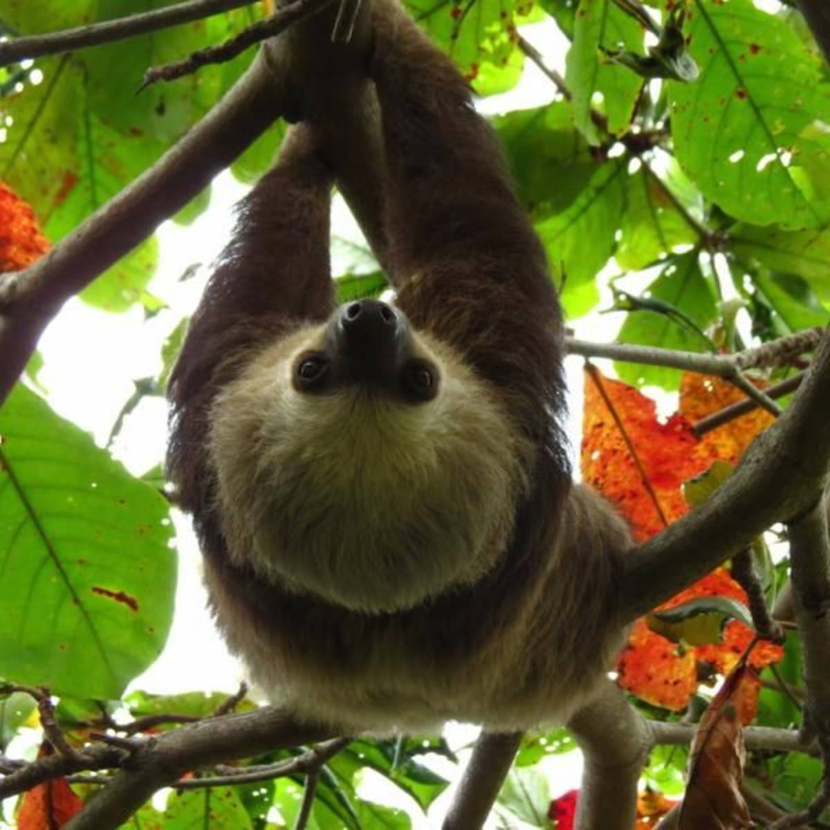 Volunteer in Sloth Conservation